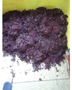 Purple Moss