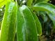 Ground Soursop Leaves